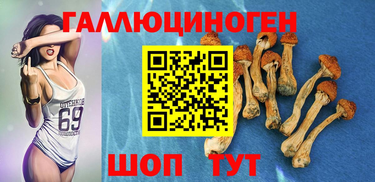 Псилоцибиновые грибы мицелий  где найти наркотики  Нальчик  Вход с VPN 
